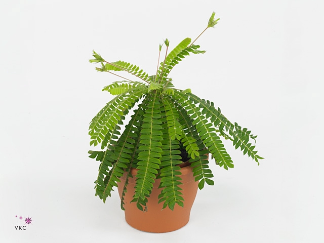 Biophytum sensitivum