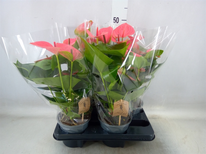 <h4>Anthurium andr. 'Sweet Dream'</h4>