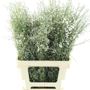 Ginster White P Bunch 200gram