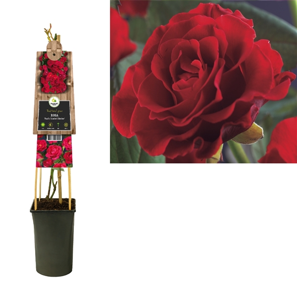 <h4>Rosa 'Paul's Scarlet Climber' +3.0 label</h4>