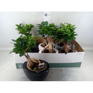Ficus microcarpa 'Ginseng'