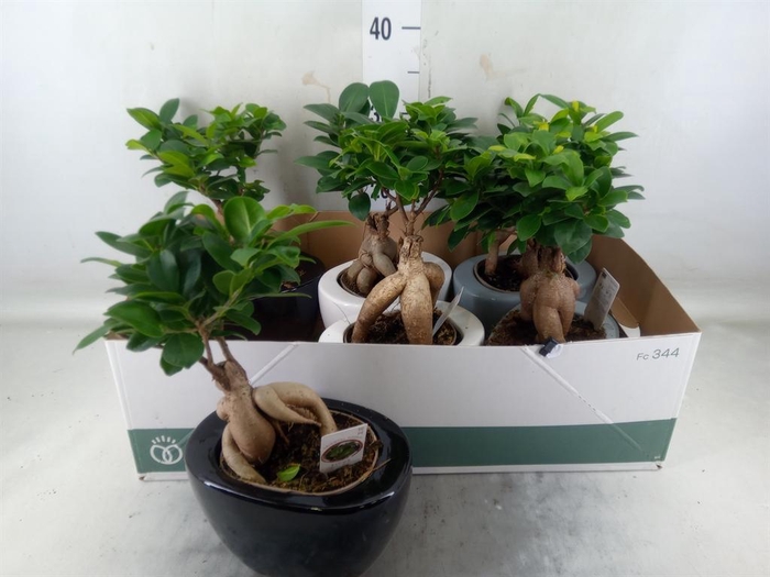 <h4>Ficus microcarpa 'Ginseng'</h4>