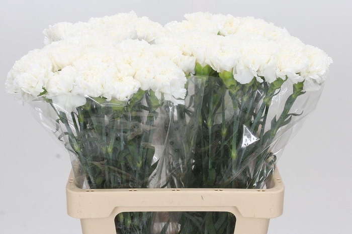 <h4>Dianthus St Holly</h4>