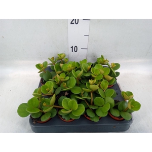 Peperomia tetraphylla 'Hope'