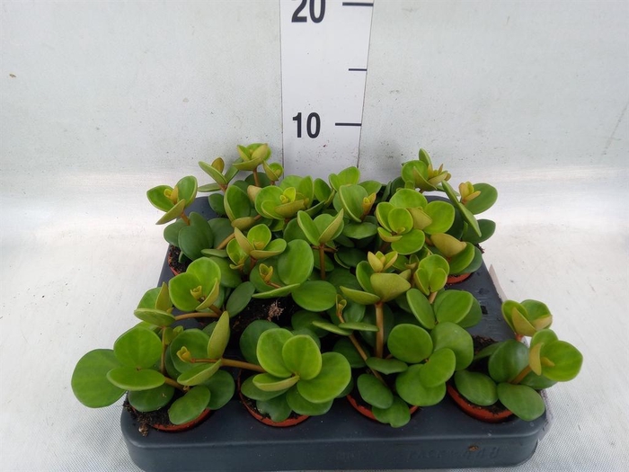 <h4>Peperomia tetraphylla 'Hope'</h4>
