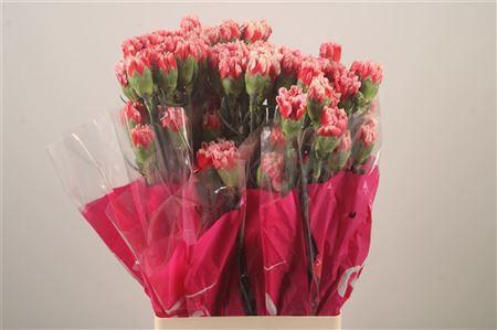 <h4>Di St Cheerio</h4>