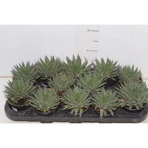 ALOE ARISTATA P11