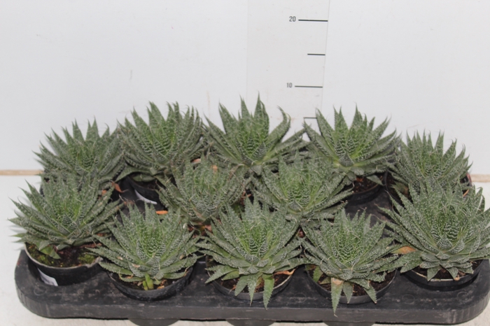 ALOE ARISTATA P11