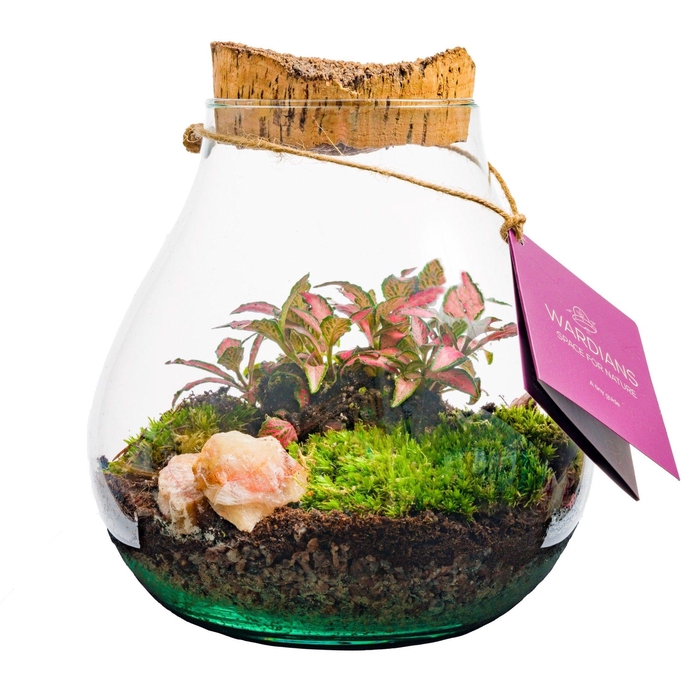 <h4>Wardians Terrarium - Halley medium</h4>