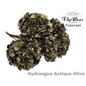 DRIED HYDRANGEA ANTIQUE OLIVE