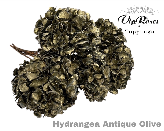 <h4>Dried Hydrangea Antique Olive</h4>