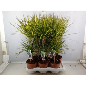 Dracaena marg. 'Sunray'