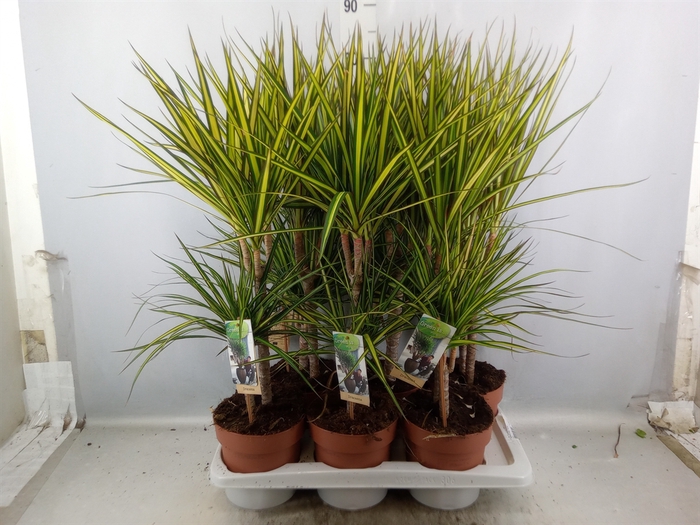 <h4>Dracaena marg. 'Sunray'</h4>