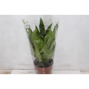 ASPLENIUM OSAKA LISO P17