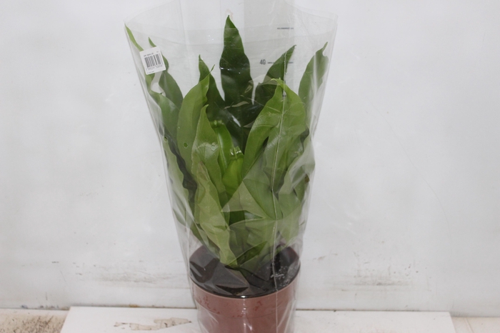<h4>ASPLENIUM OSAKA LISO P17</h4>
