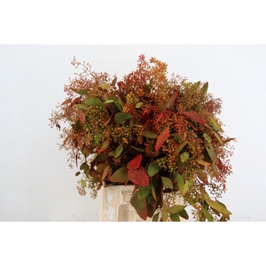 EUC POPULUS BERRY AUTUMN 200GR