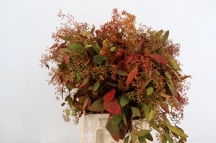 <h4>EUC POPULUS BERRY AUTUMN 200GR</h4>