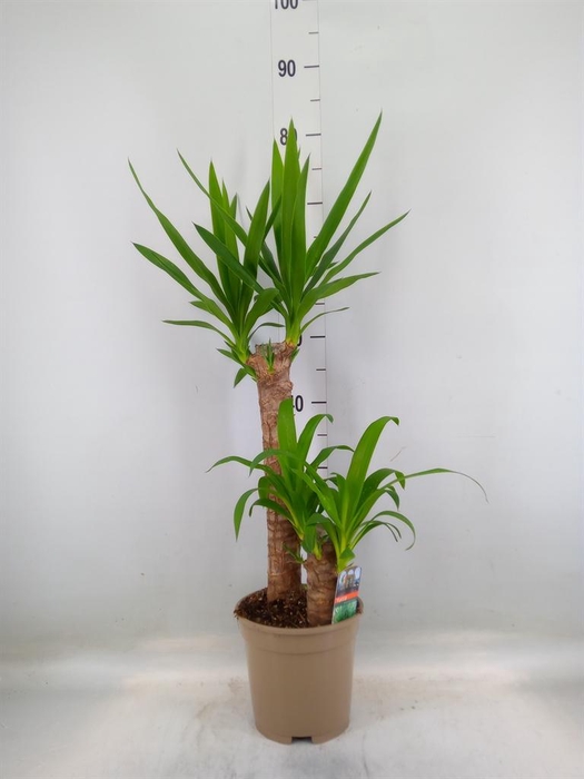 <h4>Yucca   ...</h4>