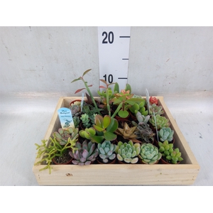 Succulents   ...