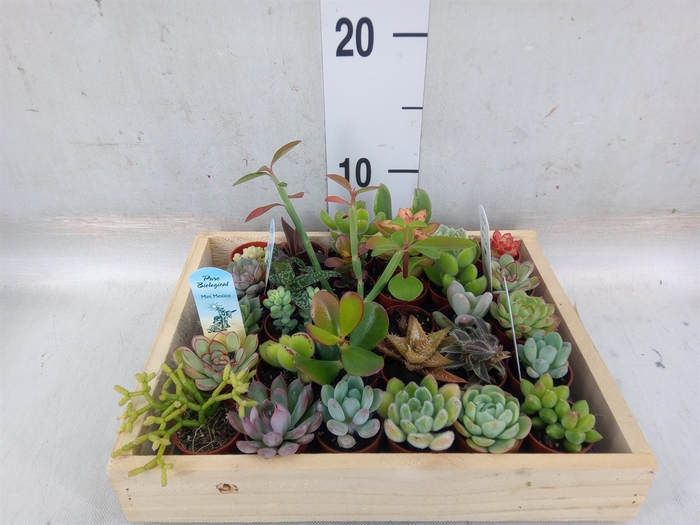 <h4>Succulents   ...</h4>