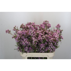 Chamelaucium Giselle