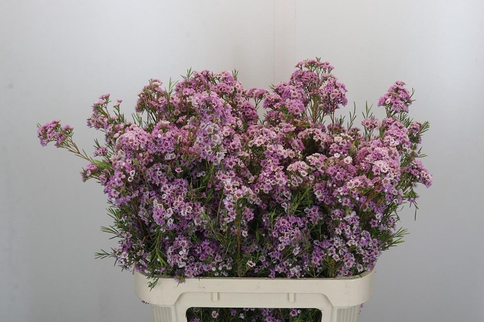 Chamelaucium Giselle