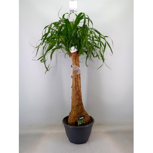 Beaucarnea recurvata