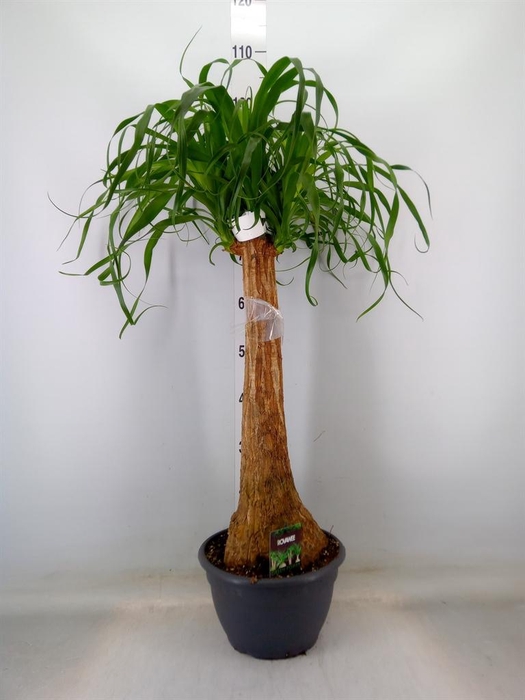 <h4>Beaucarnea recurvata</h4>