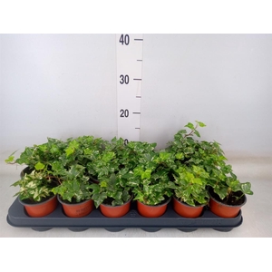 Hedera helix 'Harlekijn'