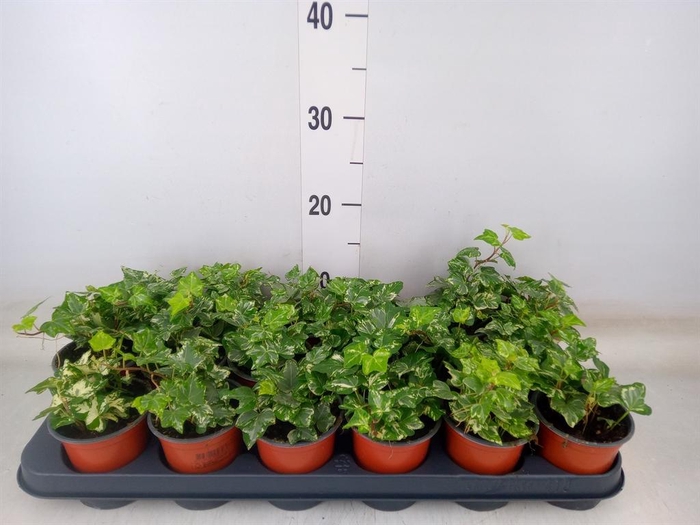 <h4>Hedera helix 'Harlekijn'</h4>