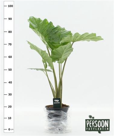 <h4>Alocasia Portodora</h4>