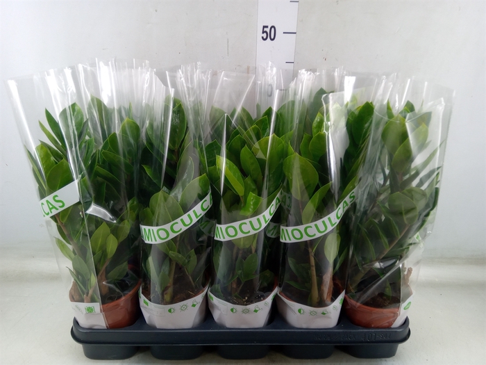<h4>Zamioculcas zamiifolia</h4>
