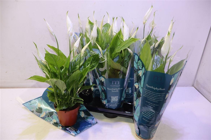 <h4>Spath Torelli</h4>