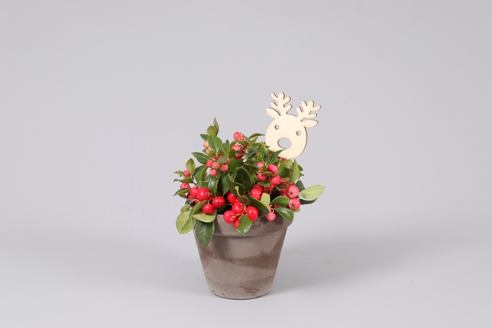 <h4>Gaultheria Big Berry Keramiek Terracotta + Steker</h4>