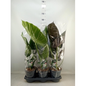 Alocasia   ...