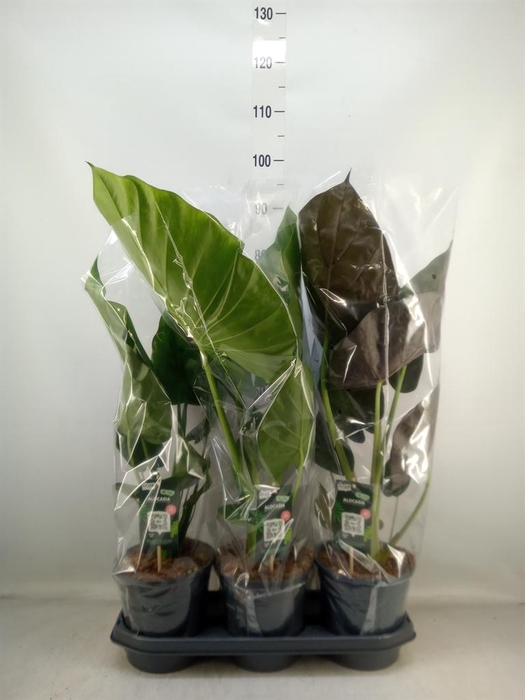 <h4>Alocasia   ...</h4>