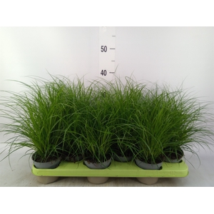 Carex brunnea
