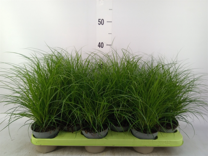 <h4>Carex brunnea</h4>