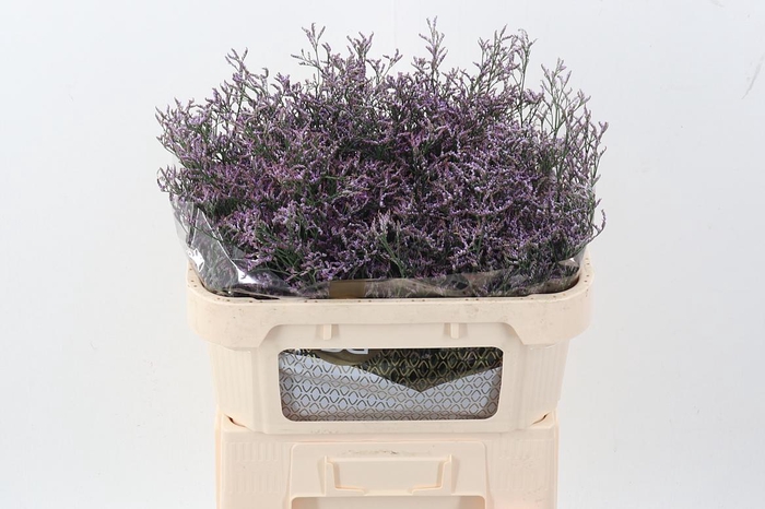 <h4>Lim Saf Lilac</h4>