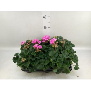 Pelargonium zona.   ...F1