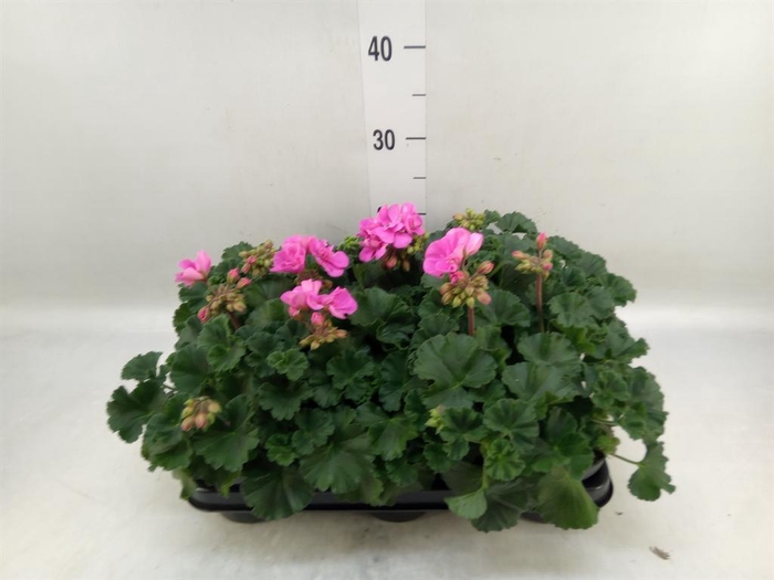 <h4>Pelargonium zona.   ...F1</h4>