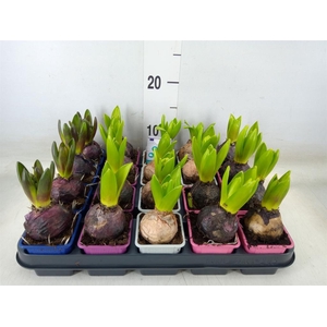 Hyacinthus orie.   ...mix