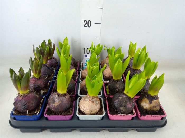 <h4>Hyacinthus orie.   ...mix</h4>