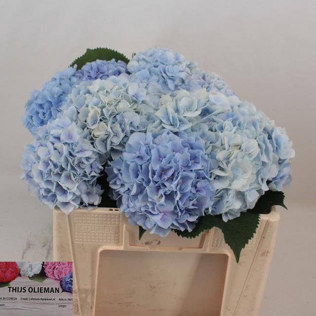 <h4>HYDR M CH VERENA BL</h4>