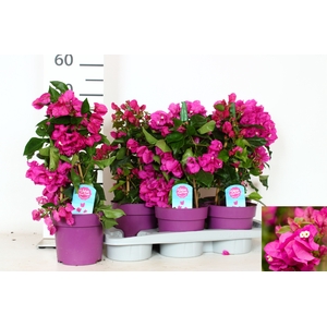 BOUGAINV VERA D P IM