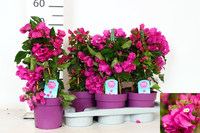 BOUGAINV VERA D P IM