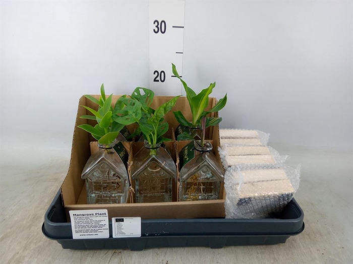 <h4>Planten  ..mix</h4>