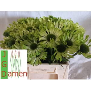 ECHI GREEN JEWEL