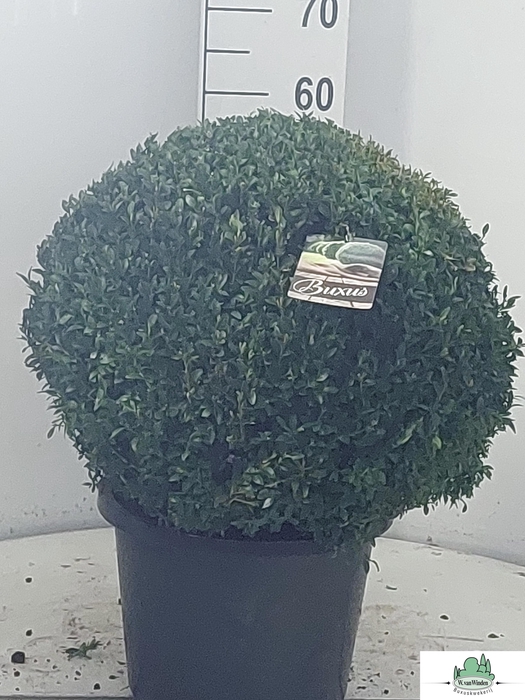<h4>BUXU SEMPERVIRENS</h4>