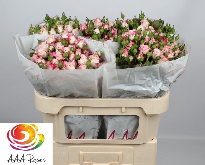 <h4>R TR REFLEX</h4>